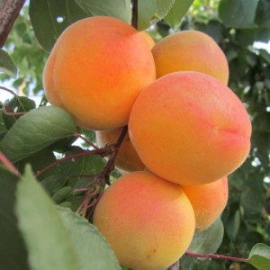 Абрикос Крымский Амур