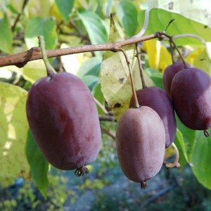 Саженец Актинидия женской Сиреневый туман 