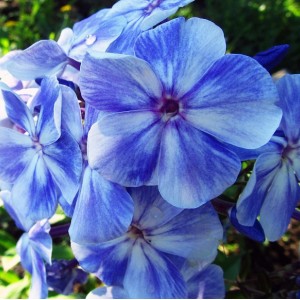 Саженец флокса Гордость России