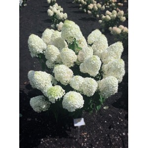 Саженец гортензии метельчатой Саммер Сноу (Summer Snow)