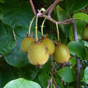 Саженцы киви оптом (от 500 шт.)