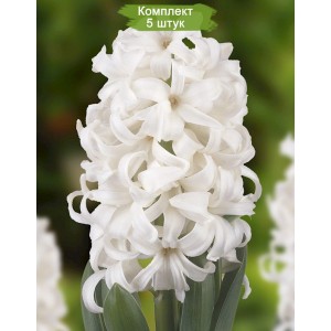 Луковицы Гиацинта Инносанс -  комплект 5 шт.