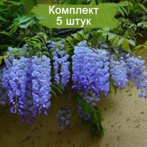 Саженцы Глицинии Сапфир (Sapphire) -  комплект 5 шт.
