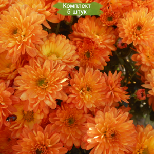 Саженцы хризантемы оранжевой мультифлоры Фанни (Funny) -  комплект 5 шт.