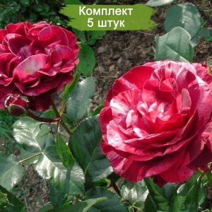 Саженцы плетистой розы Брауни (Brownie) -  комплект 5 шт.