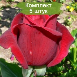 Саженцы чайно-гибридной розы Мистер Линкольн (Mister Lincoln / Mr Lincoln) -  комплект 5 шт.