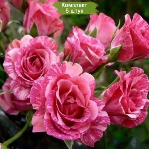 Саженцы спрей розы Пинк флеш (Pink Flash) -  комплект 5 шт.