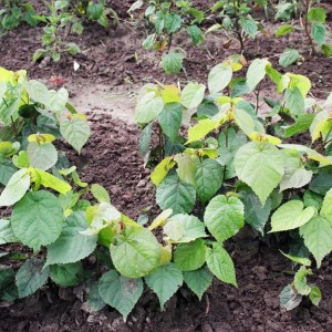 Саженец липы Мелколистной до 20 см