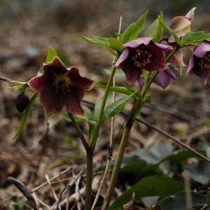 Саженец морозника Красноватый