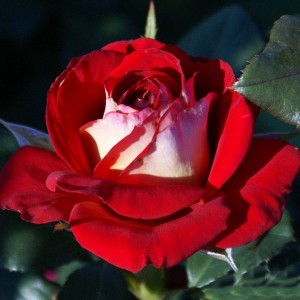 Саженец чайно-гибридной розы Нью Фешн (New Fashion)