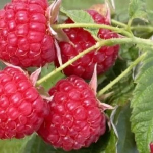 Саженец малины Бригантина (Красная)