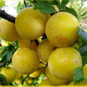 Саженец ранней желтой сливы Золотой шар