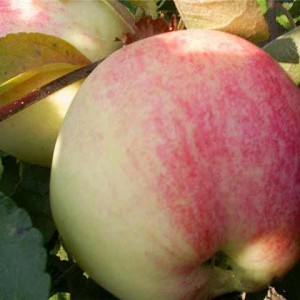 Саженец яблони Мельба (Melba)