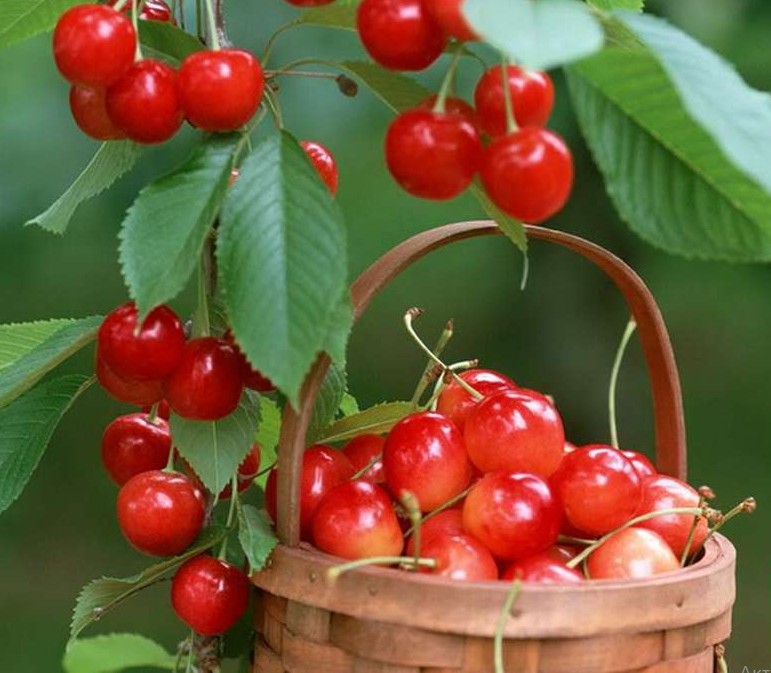 Черешня Голубушка