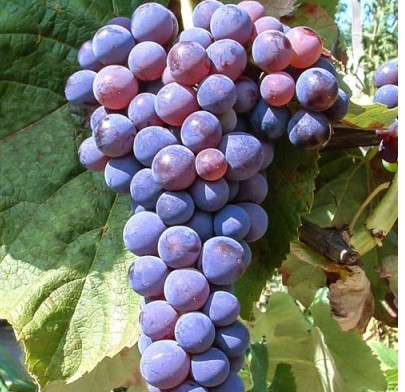 Виноград Башкирский