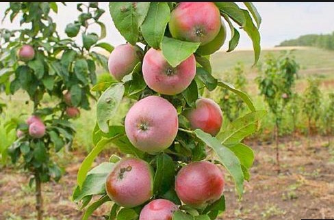 Яблоня Августина (колоновидная)