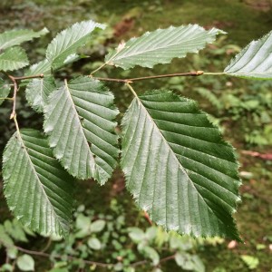 Сеянец бука Зубчатого ( 10 -15 см)