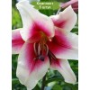 Луковицы лилии Garden Pleasure ОТ-гибрид (Садовое удовольствие ) -  комплект 5 шт.