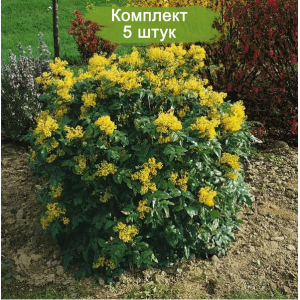 Саженцы Магонии -  комплект 5 шт.