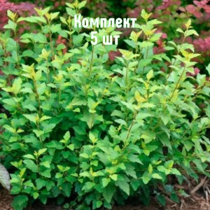 Комплект 5шт / Пузыреплодник Литл Грини