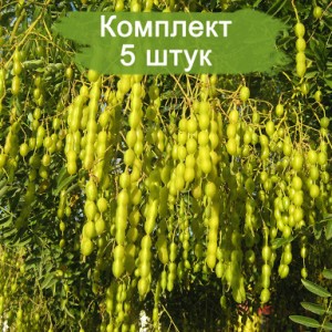 Саженцы Софоры японской -  комплект 5 шт.