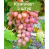 Комплект 5шт
 / Виноград Ух-Ты - Шамаханская Царица (Ранний/Белый)