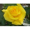 Саженец чайно-гибридной розы Фрезия (Friesia)