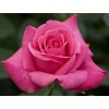 Саженец чайно-гибридной розы Каприз дэ Мейян (Caprice de Meilland)