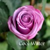 Саженец чайно-гибридной розы Кул Вотер (Cool Water)