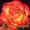 Саженец розы флорибунды Анимо (Animo)