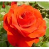 Саженец штамбовой розы Ремембрэнс (Remembrance)