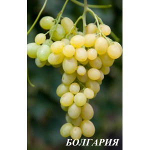 Саженец винограда Болгария (Ранний/Белый)