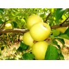Саженец яблони Голден Делишес (Golden Delicious)