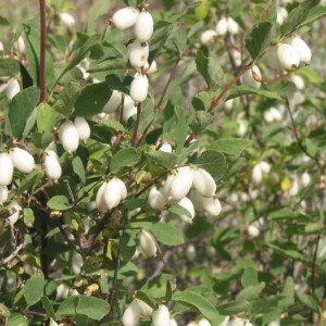 Саженец снежноягодника горолюбивого