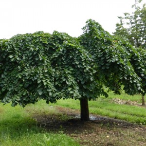 Саженец вяза шершавого Кампердоуни
