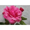Саженец канадской розы Морден Руби / Моден Руби (Morden Ruby)