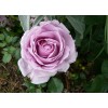 Саженец шраб розы Ля Роз дю Пти Принс (La Rose du Petit Prince)