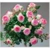 Саженец штамбовой розы Эден Роуз (Eden Rose)