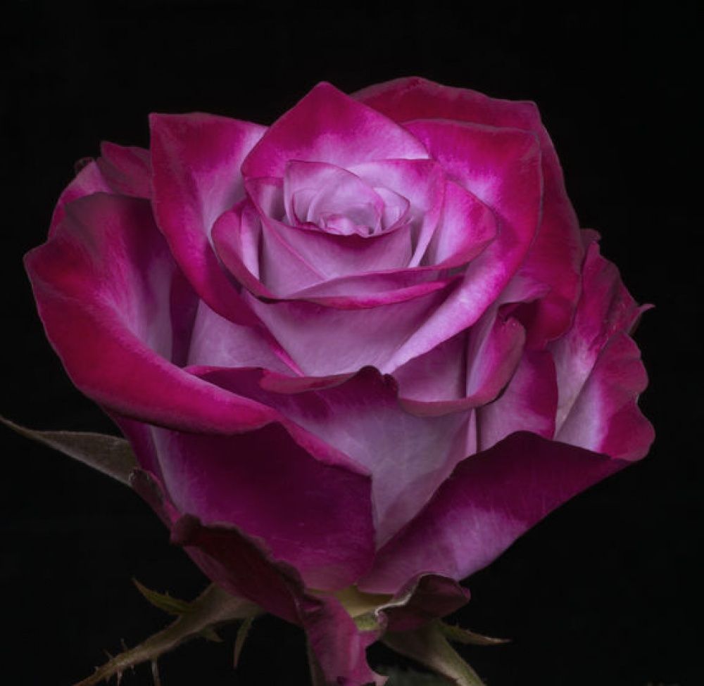 Саженец чайно-гибридной розы Дип Перпл (Deep Purple)
