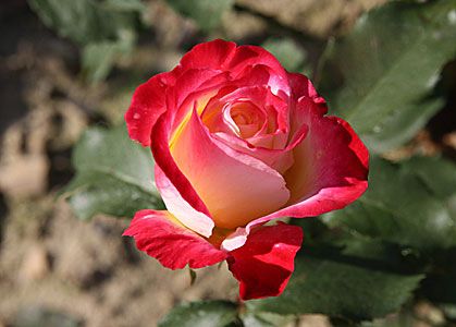 Саженец чайно-гибридной розы Биколетте (Bicolette)