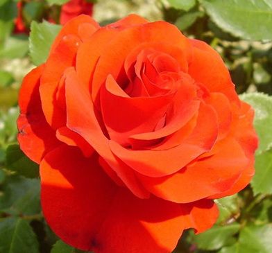 Саженец штамбовой розы Ремембрэнс (Remembrance)