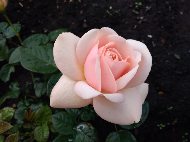 Саженец чайно-гибридной розы Афродита (Aphrodite)